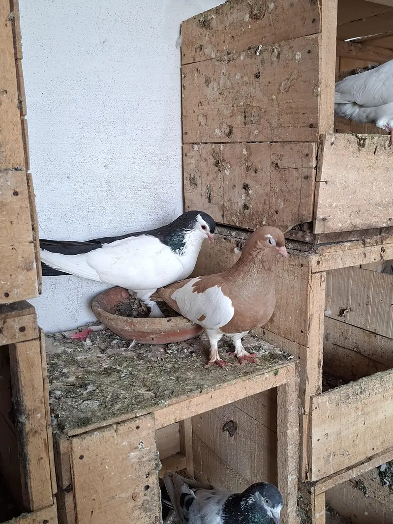 Khal Breeder Pair — photo 2