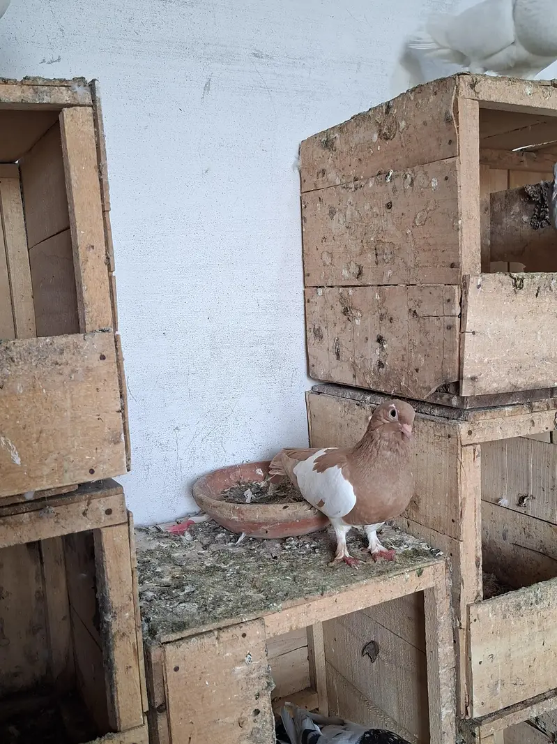 Khal Breeder Pair — photo 3