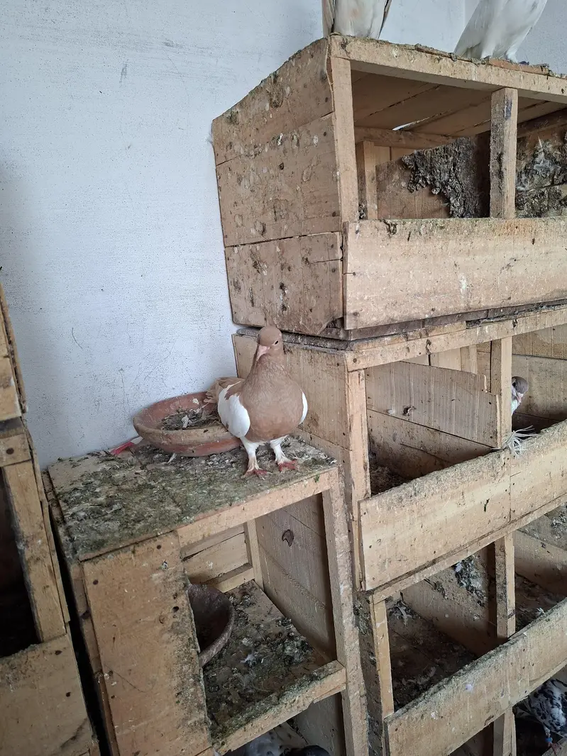 Khal Breeder Pair — photo 6