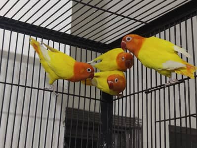 MA SHA ALLAH LUTINO OPALINE DNA TEST PAIR AVAILABLE