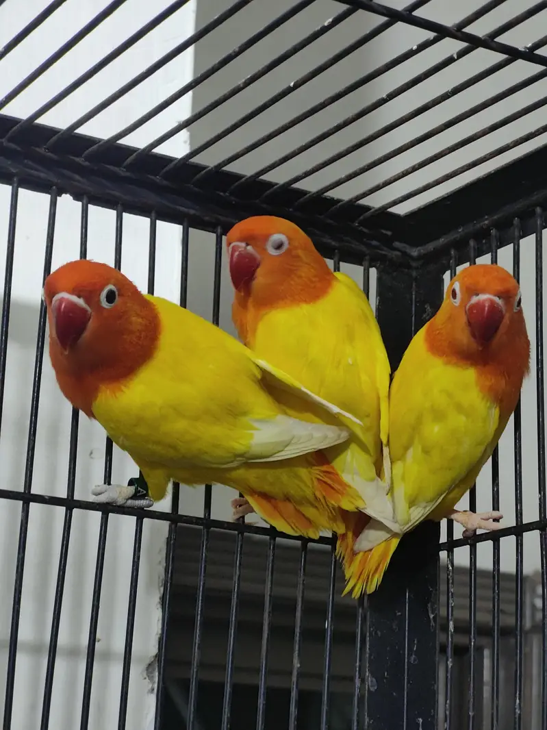 MA SHA ALLAH LUTINO OPALINE DNA TEST PAIR AVAILABLE — photo 7