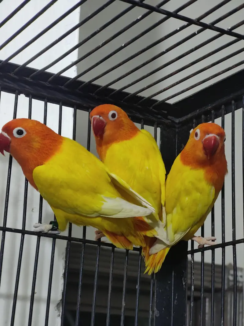 MA SHA ALLAH LUTINO OPALINE DNA TEST PAIR AVAILABLE — photo 9