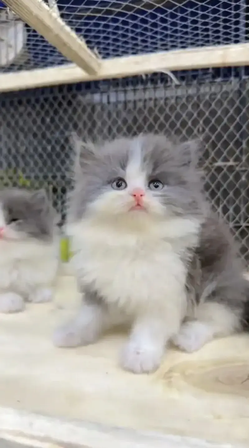 Quality Persian Punchface cat & kitten. moreWhatsApp 03704602345 — photo 2