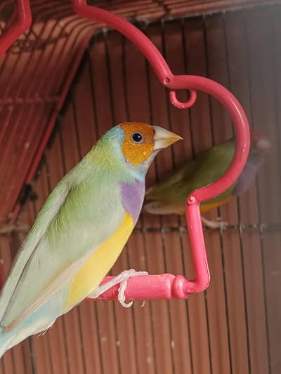 Gouldian finch ready to breed pair  yellow green