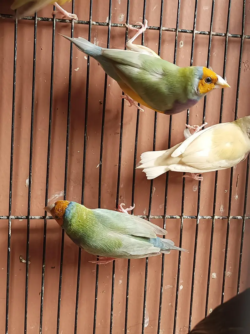 Gouldian finch ready to breed pair  yellow green — photo 2