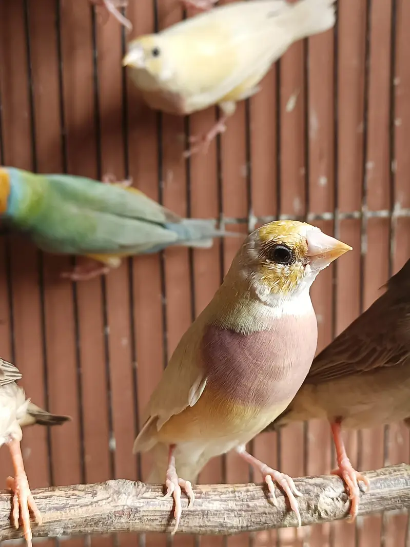 Gouldian finch ready to breed pair  yellow green — photo 3