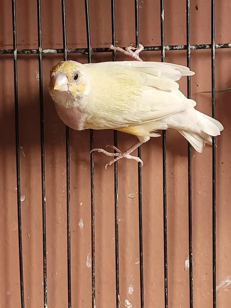 Gouldian finch ready to breed pair  yellow green — photo 4