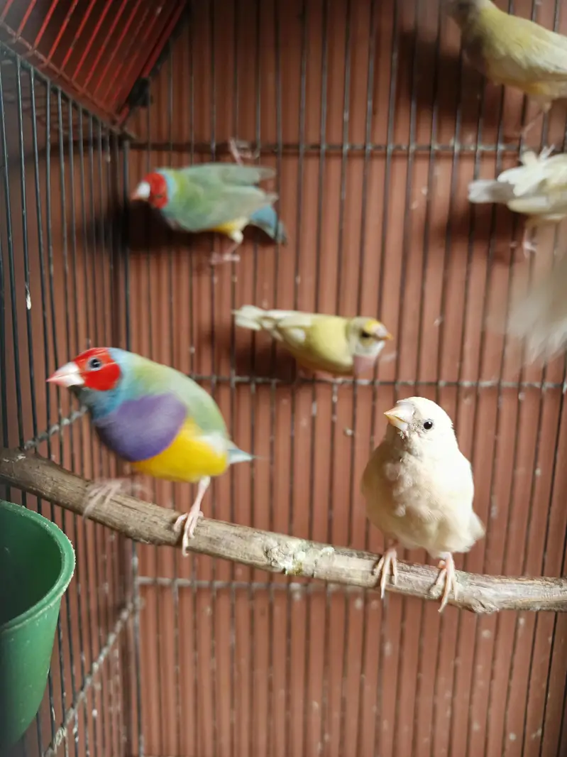 Gouldian finch ready to breed pair  yellow green — photo 5