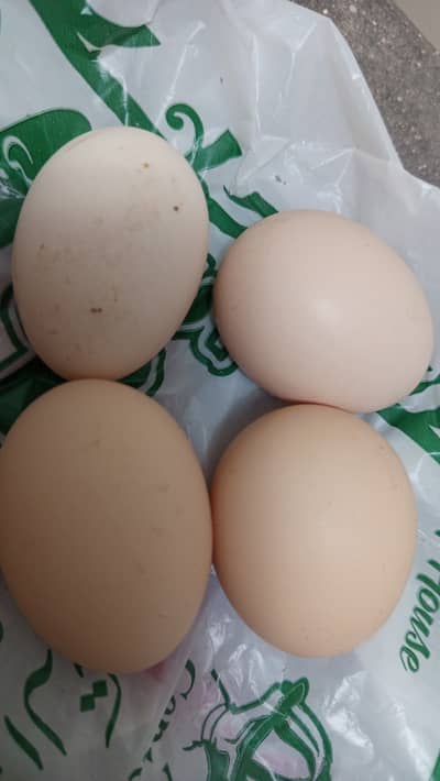 Chicks and Fertile Eggs (Plymouth RIR)