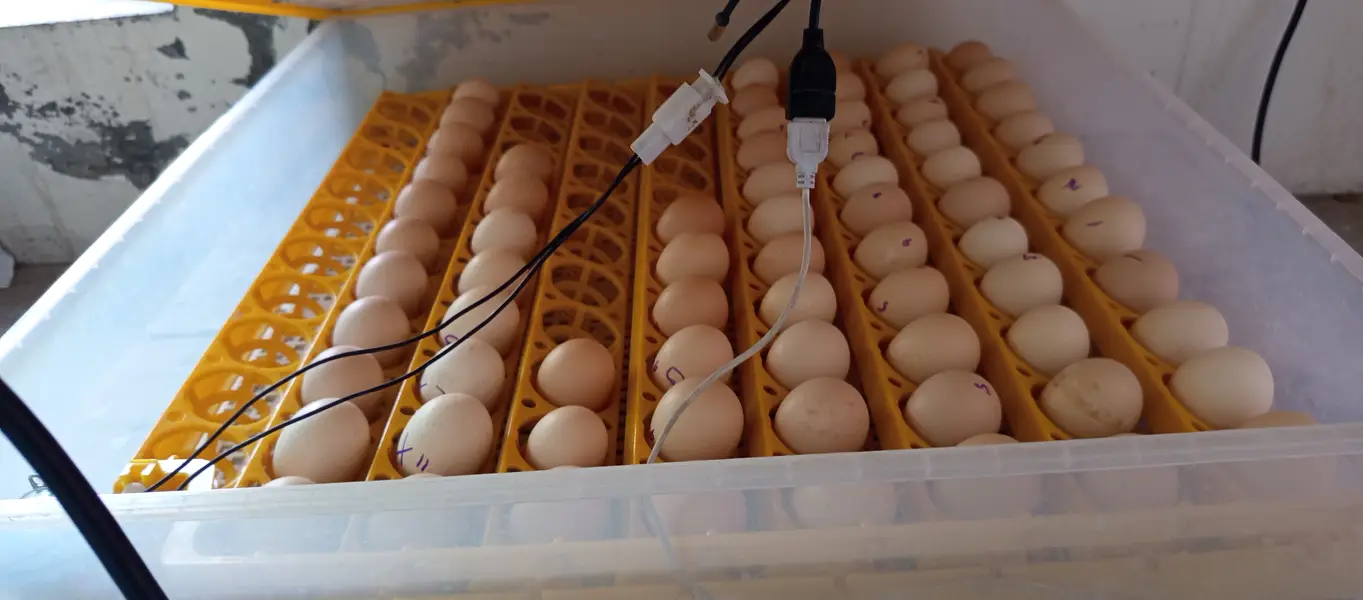 Chicks and Fertile Eggs (Plymouth RIR) — photo 2
