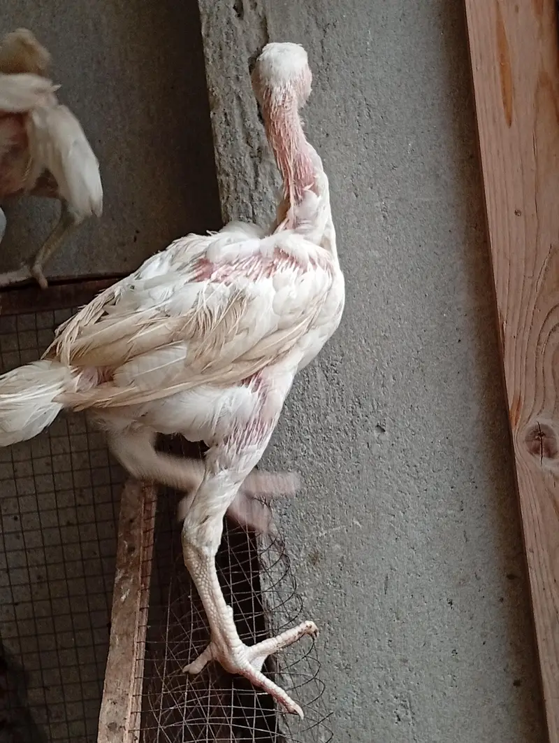 aseel vaitnam aseel long hight aseel chicks — photo 2