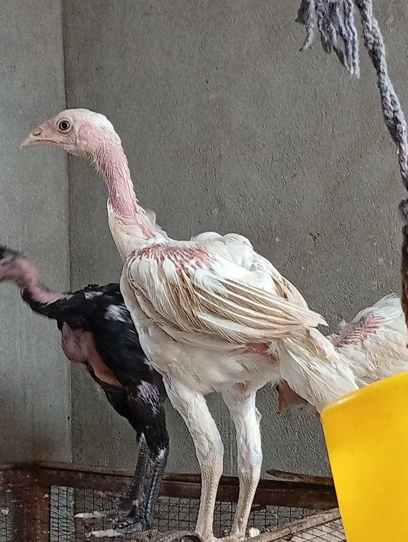 aseel vaitnam aseel long hight aseel chicks — photo 3