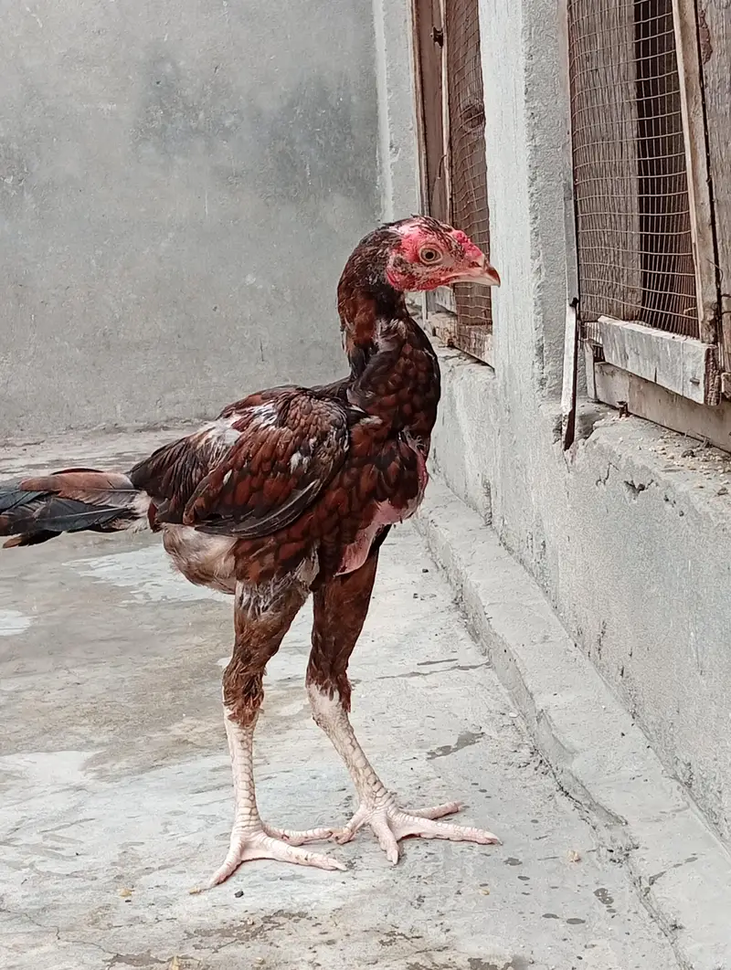 aseel vaitnam aseel long hight aseel chicks — photo 4