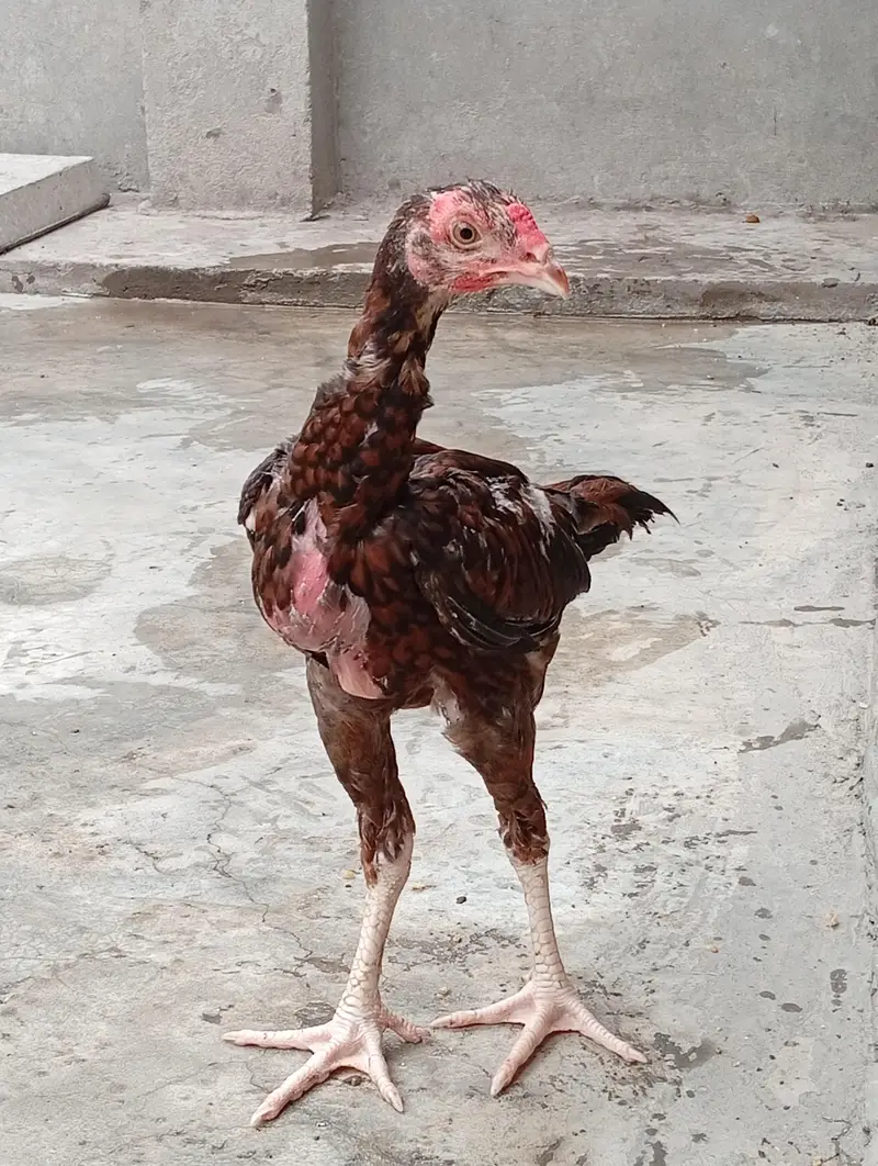 aseel vaitnam aseel long hight aseel chicks — photo 5