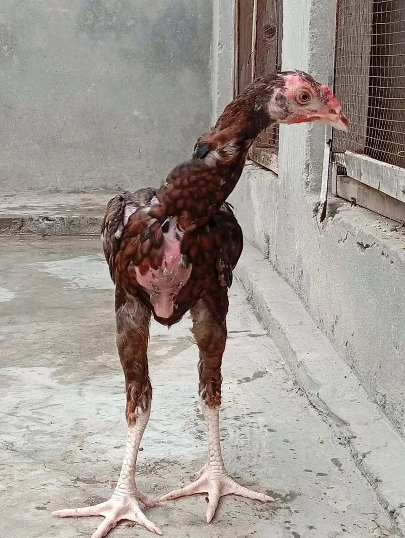 aseel vaitnam aseel long hight aseel chicks — photo 6