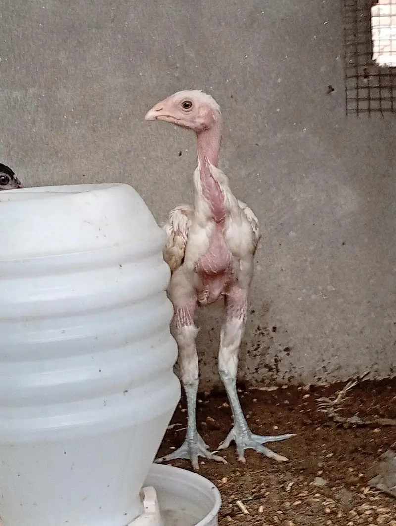 aseel vaitnam aseel long hight aseel chicks — photo 7
