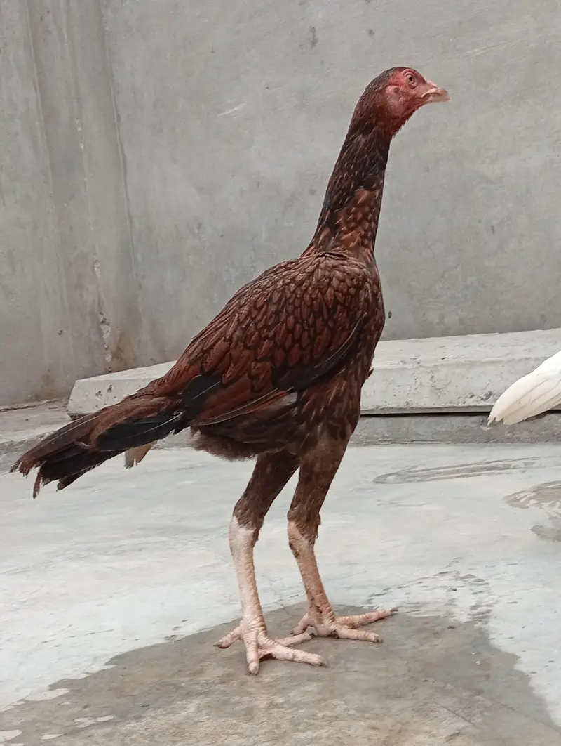 aseel vaitnam aseel long hight aseel chicks — photo 8