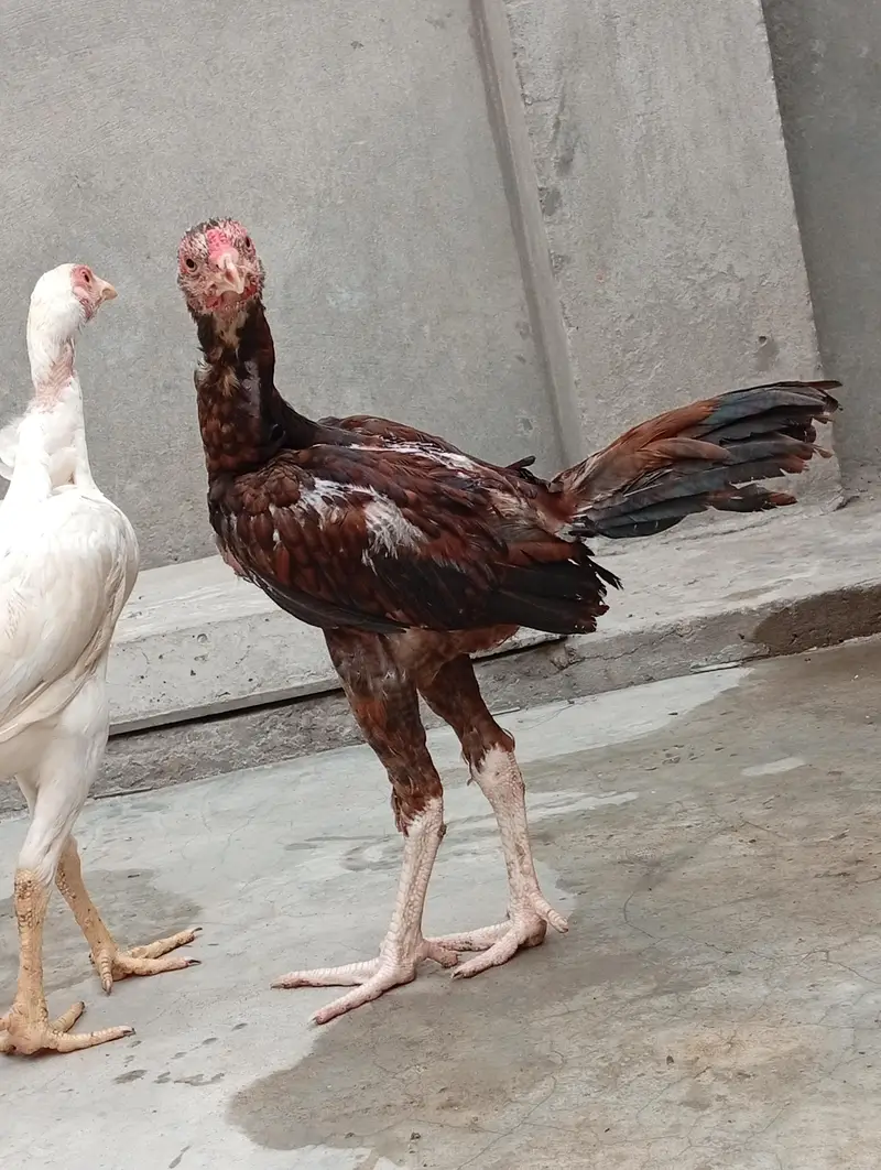 aseel vaitnam aseel long hight aseel chicks — photo 10