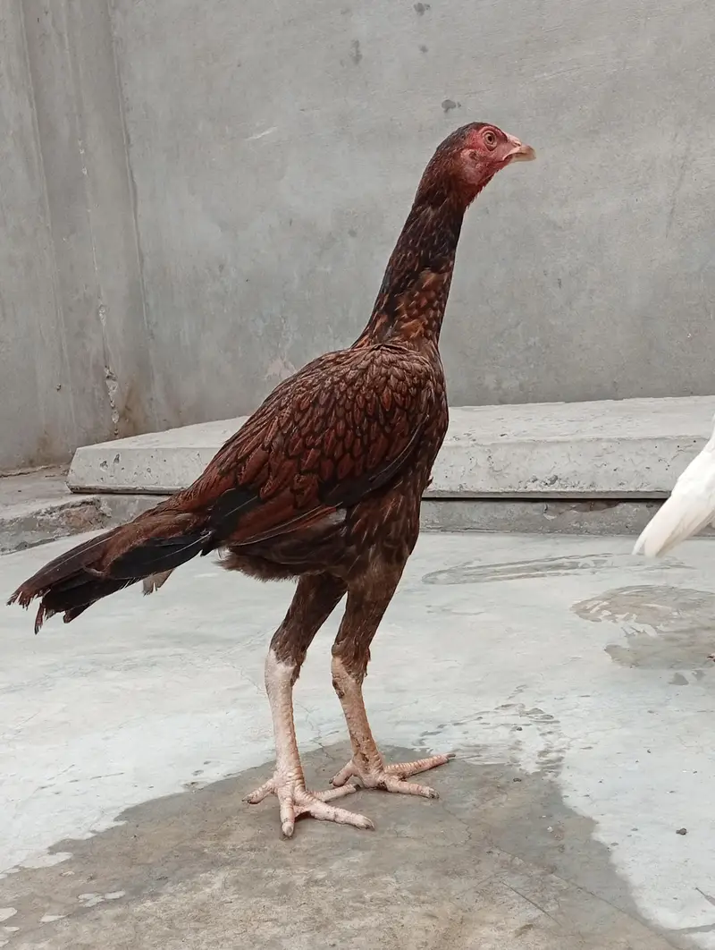 aseel vaitnam aseel long hight aseel chicks — photo 11