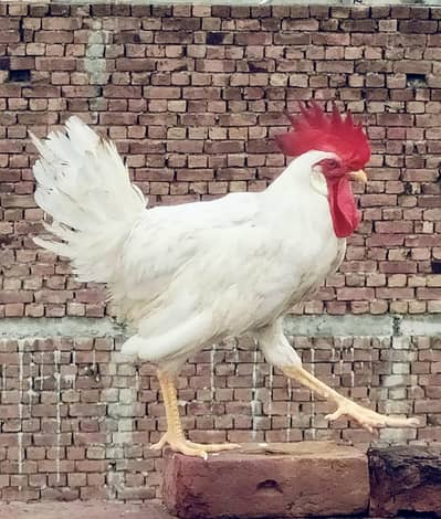 4 pair healthy home growth chicken white silky breed