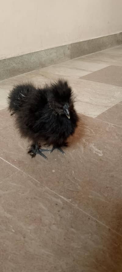 4 month healthy and active black silkie chicks