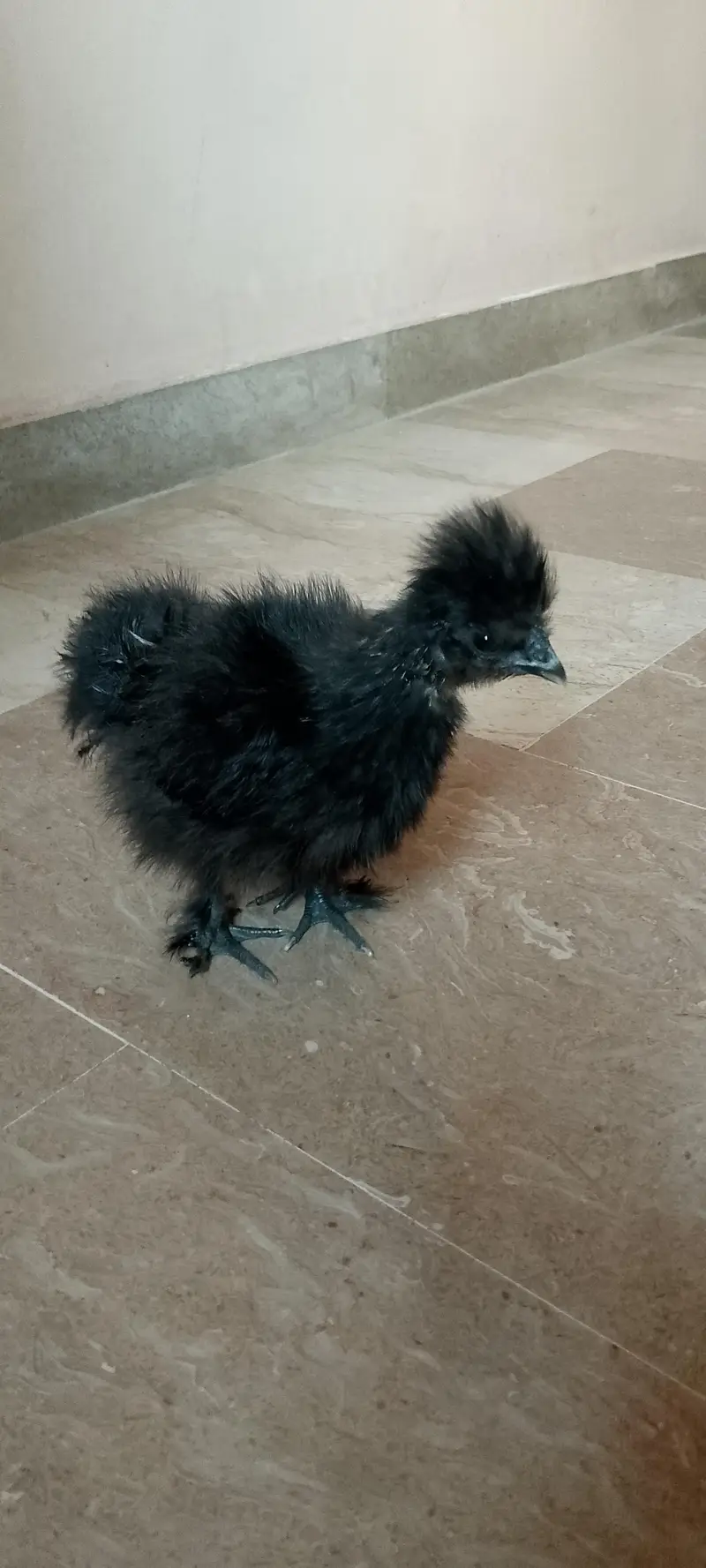 4 month healthy and active black silkie chicks — photo 2