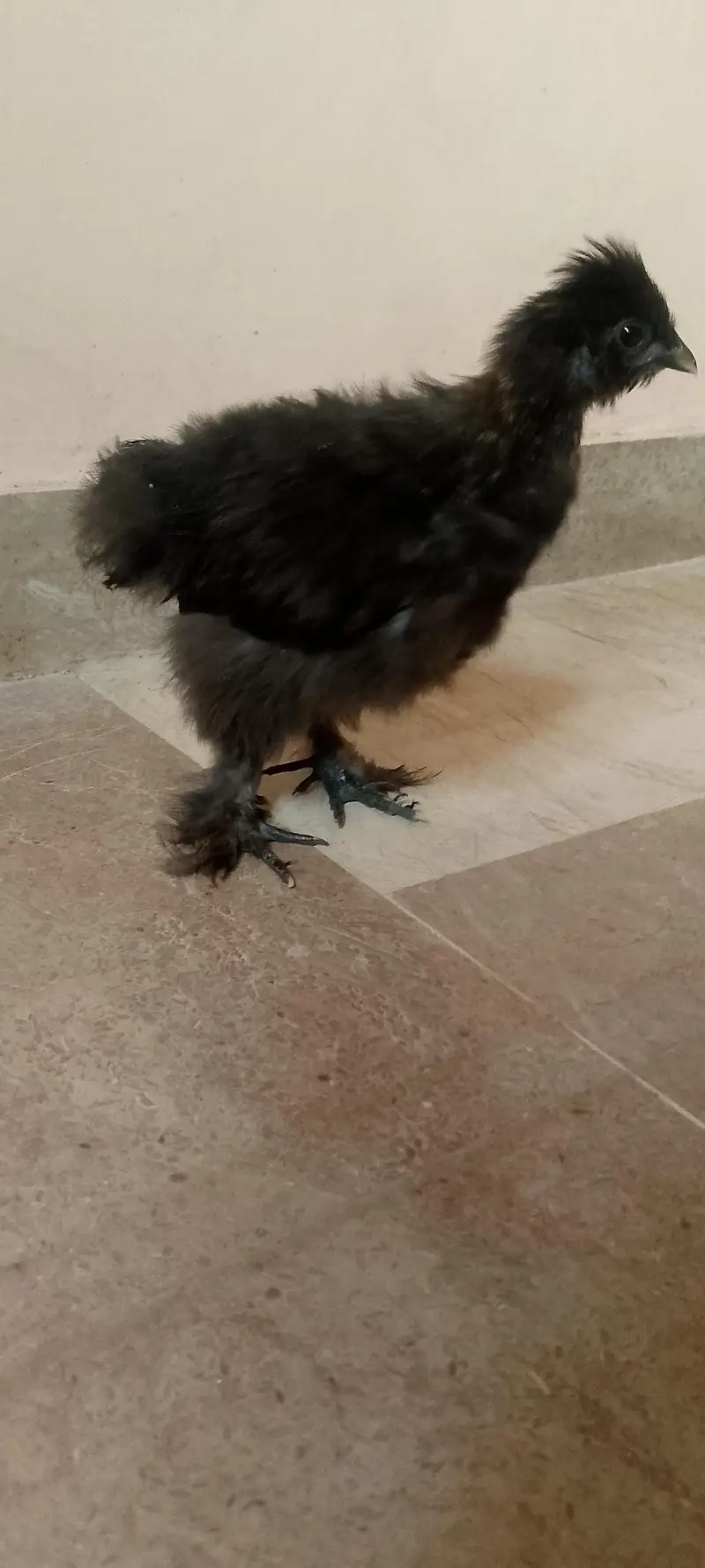 4 month healthy and active black silkie chicks — photo 3
