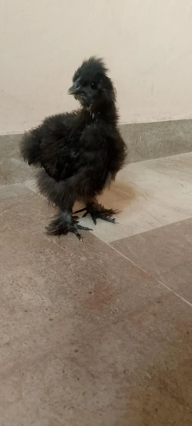 4 month healthy and active black silkie chicks — photo 4