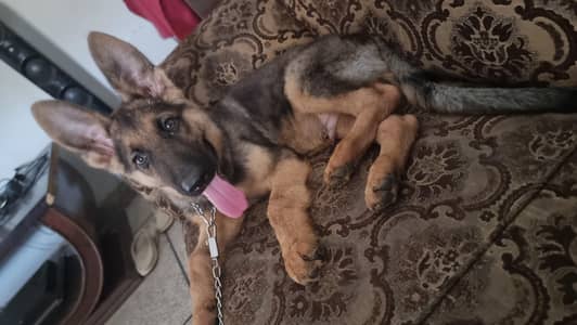 German shepherd puppie for sale 5 months age vaccinated