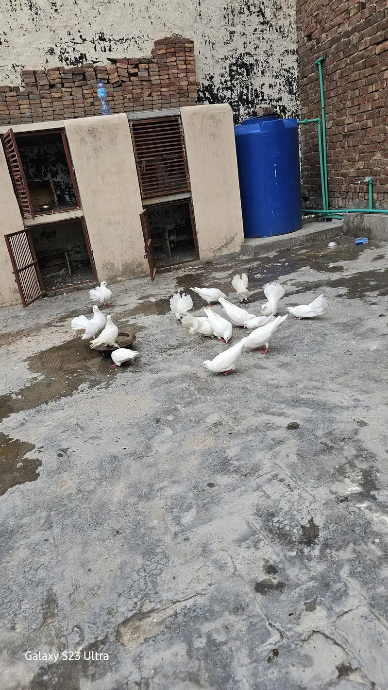 15  kabootar sab sale karnay 6 jorhay 4  bachy — photo 3