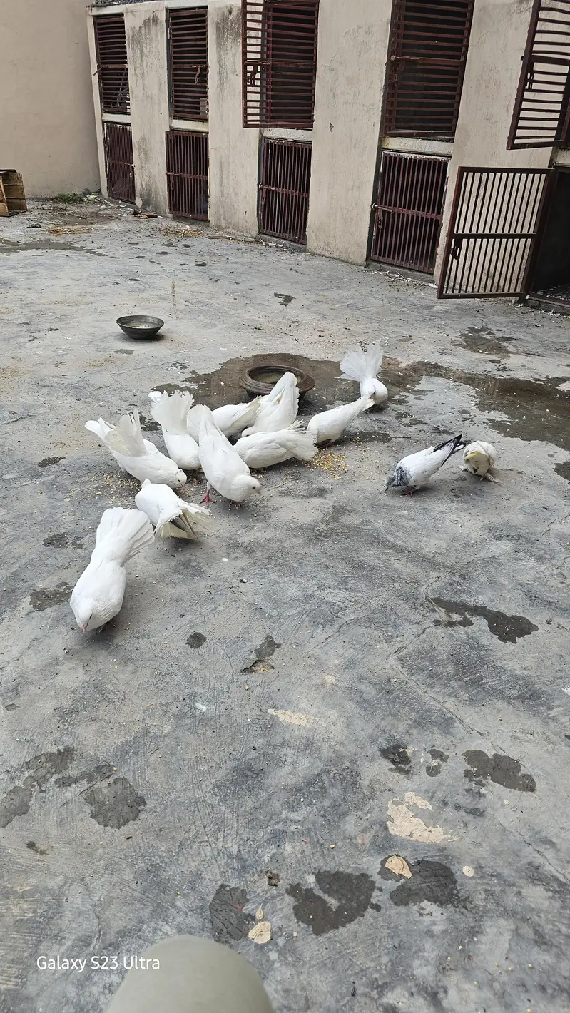 15  kabootar sab sale karnay 6 jorhay 4  bachy — photo 4