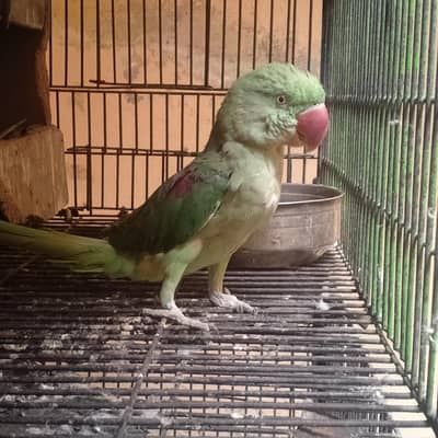 "Beautiful parrot breeder female for urgent sale "