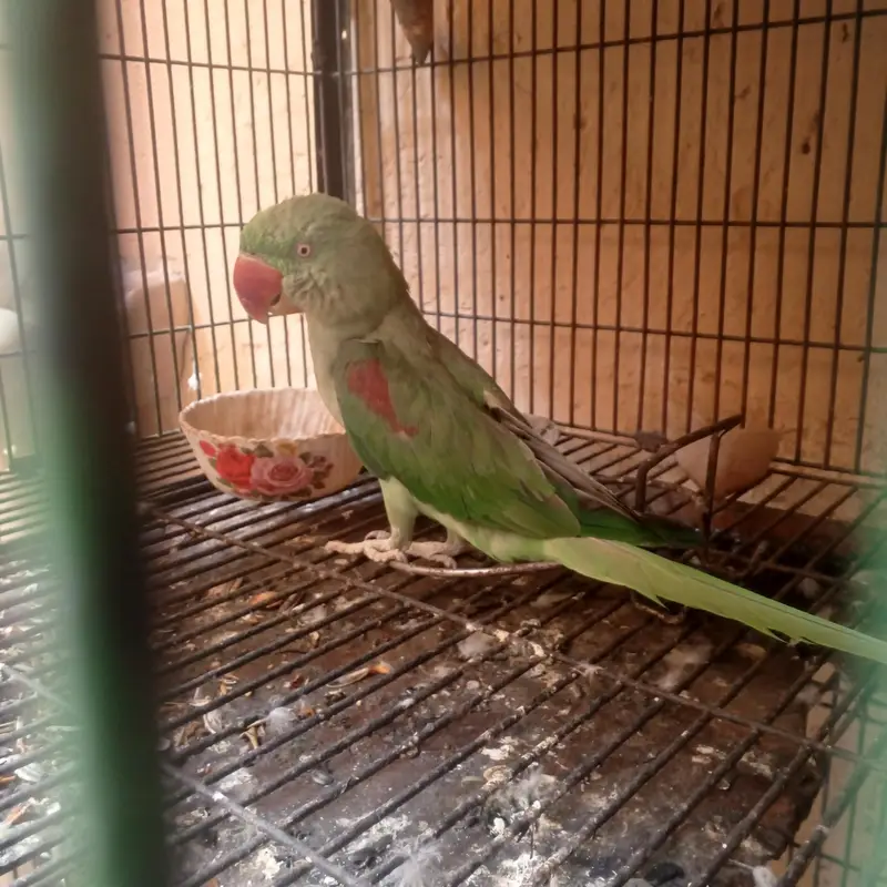 "Beautiful parrot breeder female for urgent sale " — photo 2