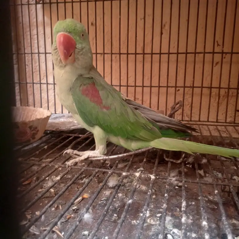 "Beautiful parrot breeder female for urgent sale " — photo 3