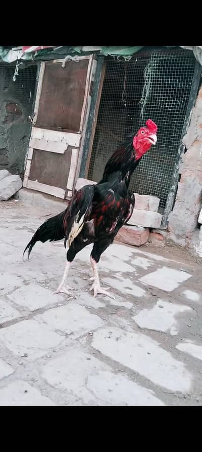 amroha blood line Sy patha hain