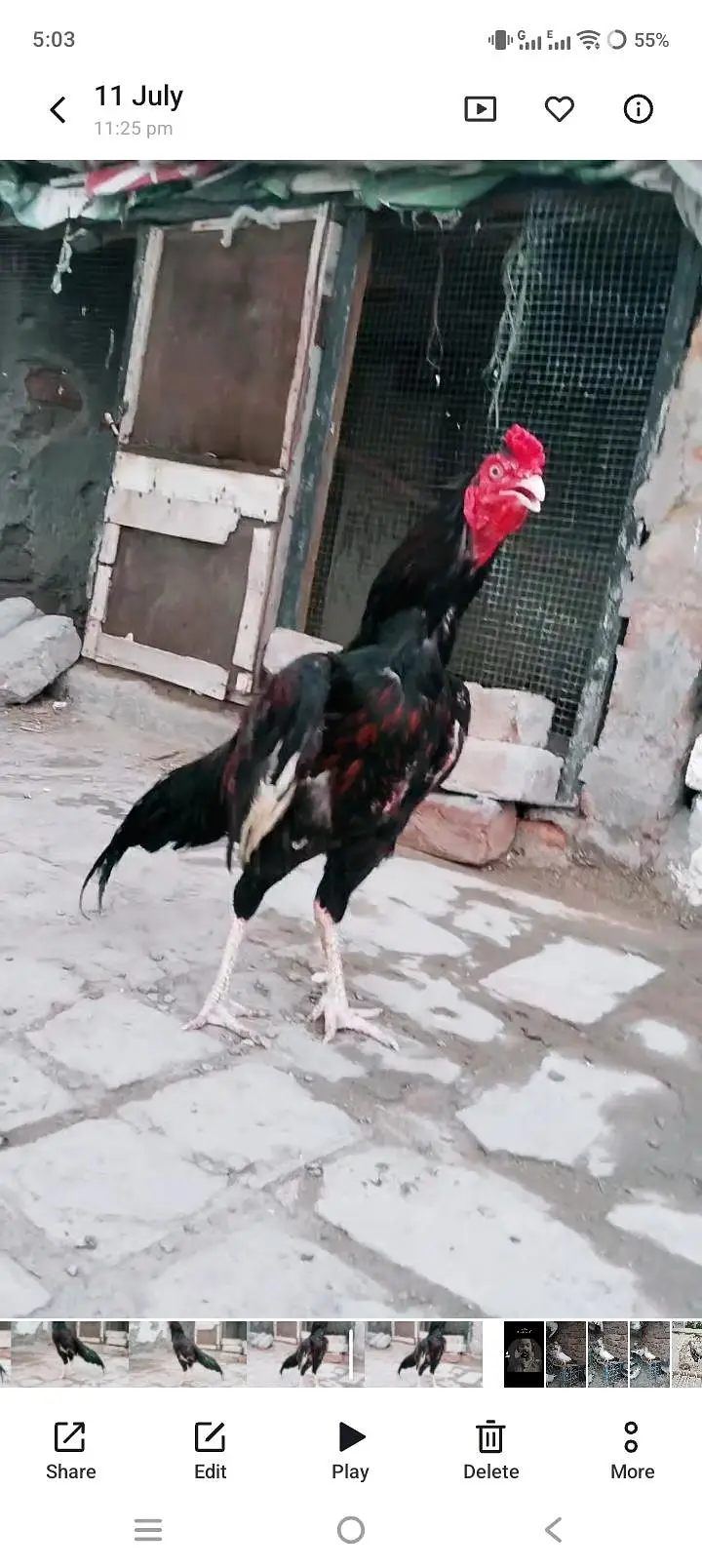 amroha blood line Sy patha hain — photo 2