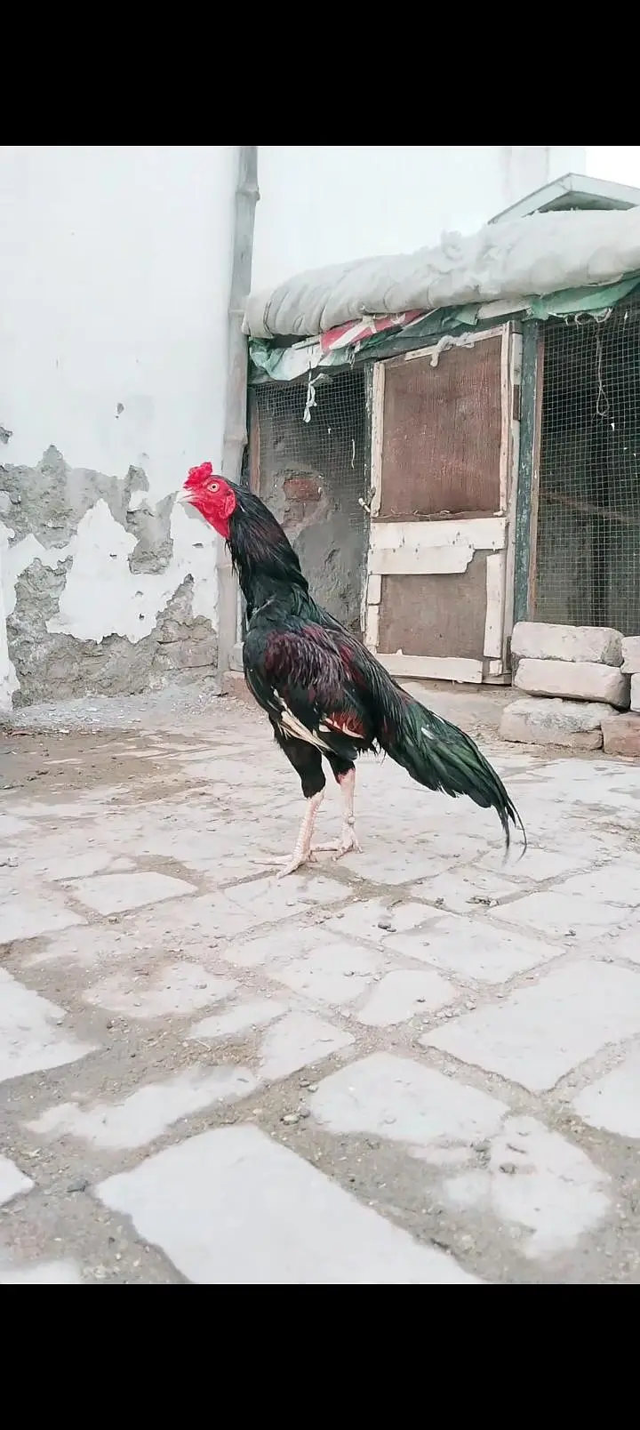 amroha blood line Sy patha hain — photo 3