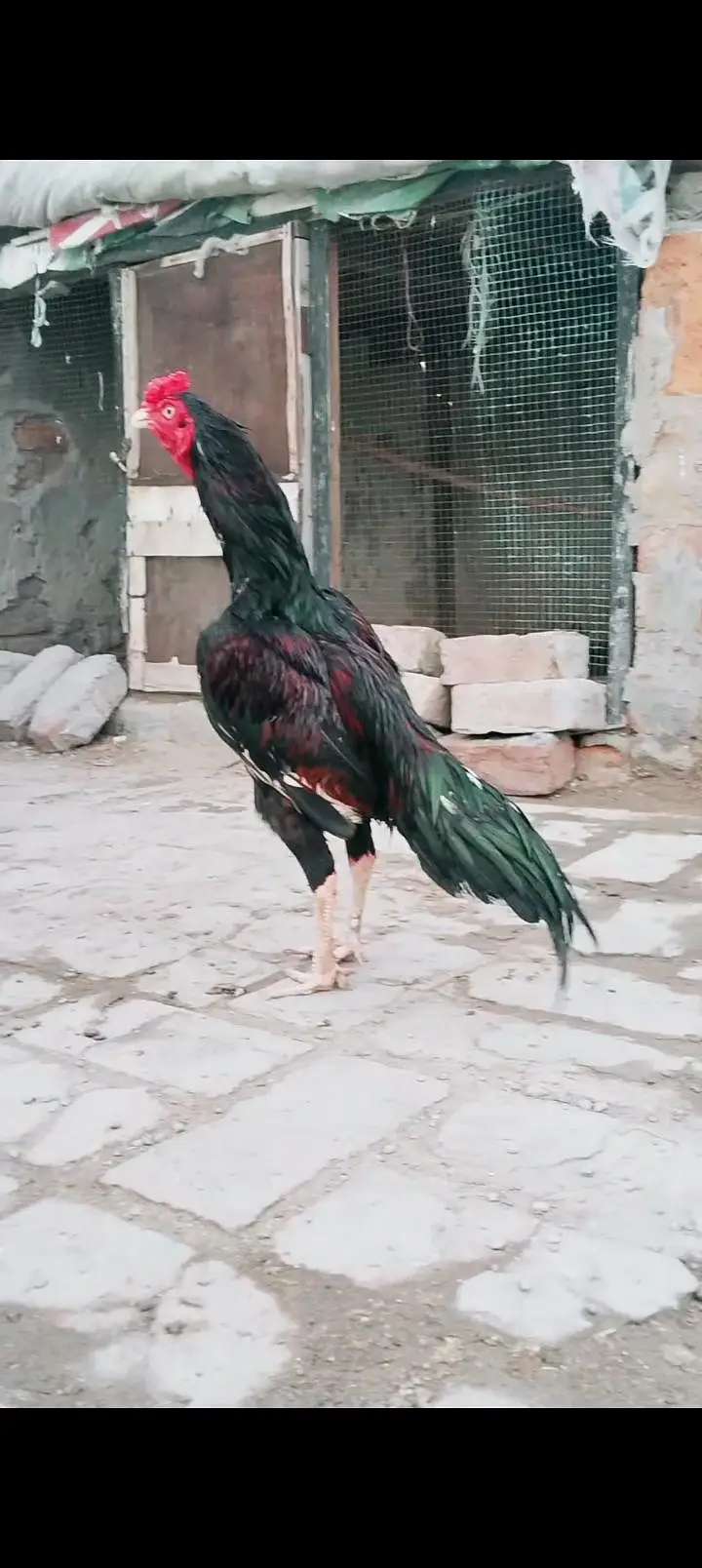 amroha blood line Sy patha hain — photo 4