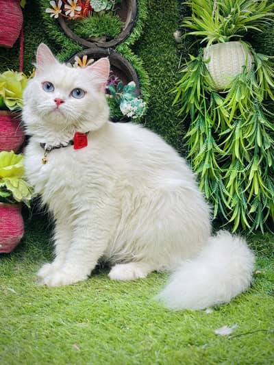 peremium quality blue eye female cat