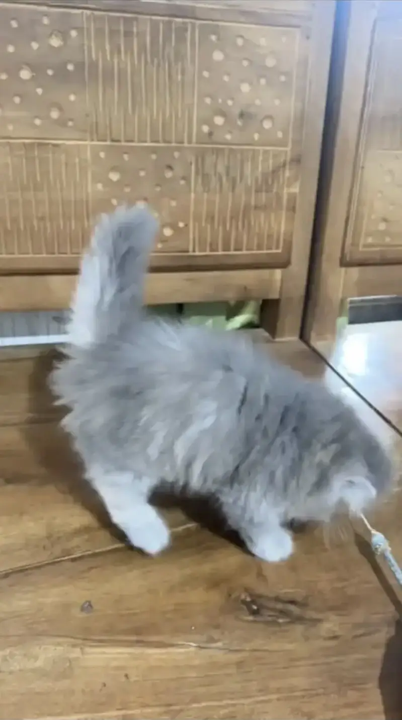 Quality Persian Punchface cat & kitten. moreWhatsApp 03704602345 — photo 2
