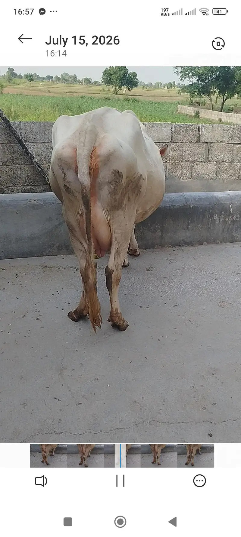 freasian cross cow۔Milking cow — photo 4