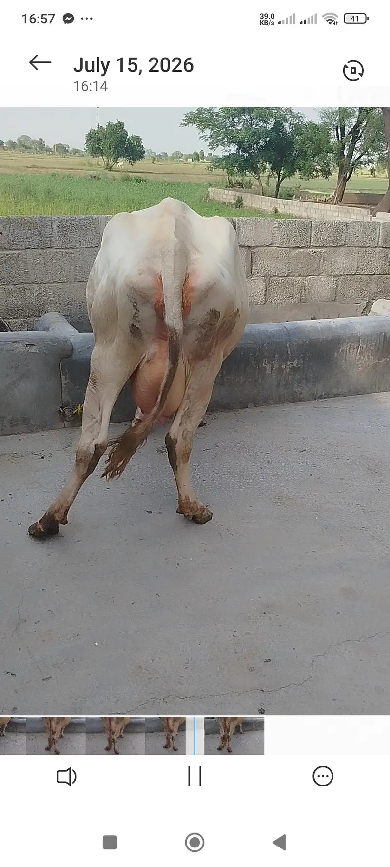 freasian cross cow۔Milking cow — photo 5