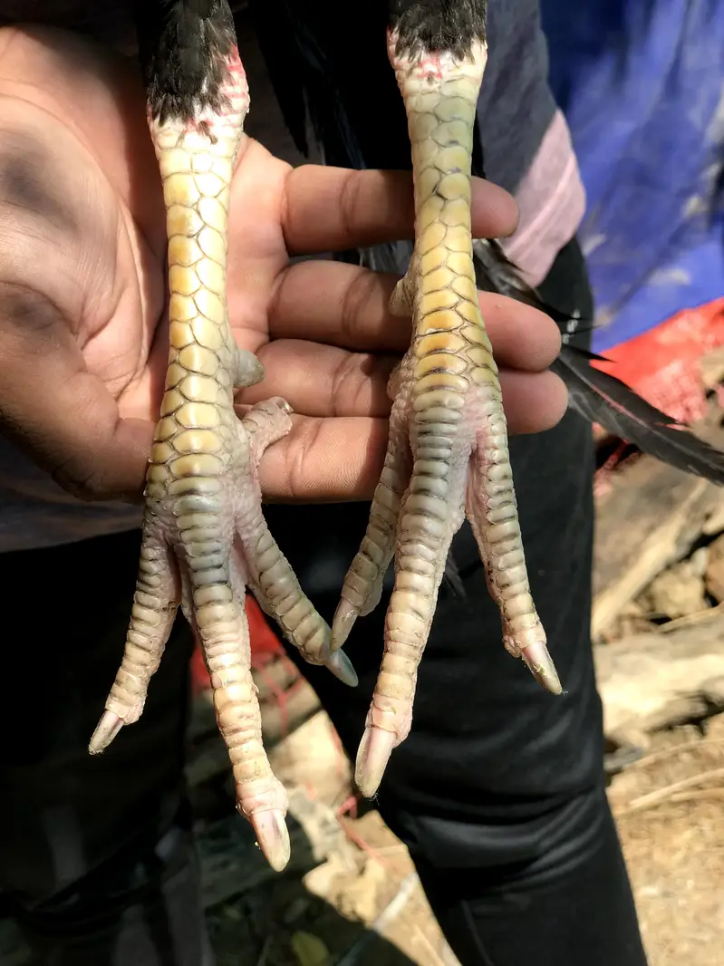 High Quality Laakha or Sawa Patha available — photo 5