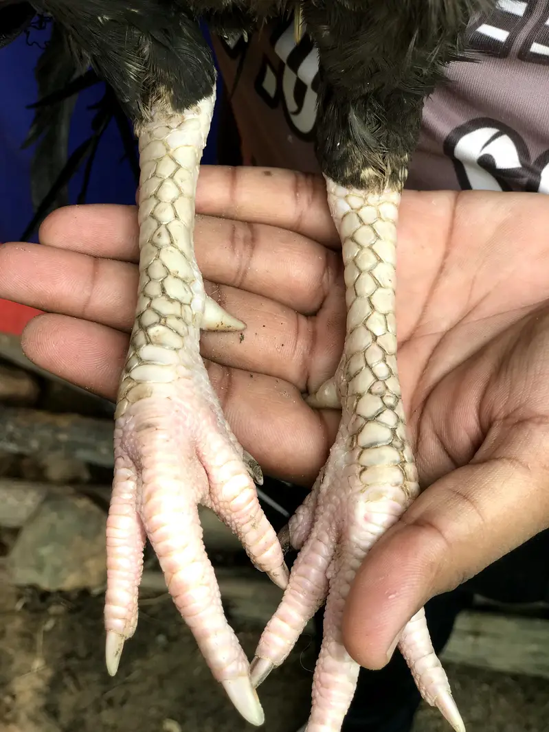 High Quality Laakha or Sawa Patha available — photo 9