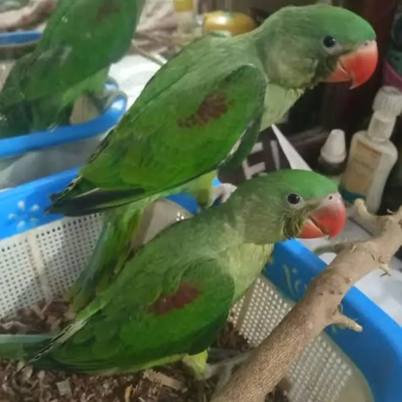 Raw chicks for sale — photo 2