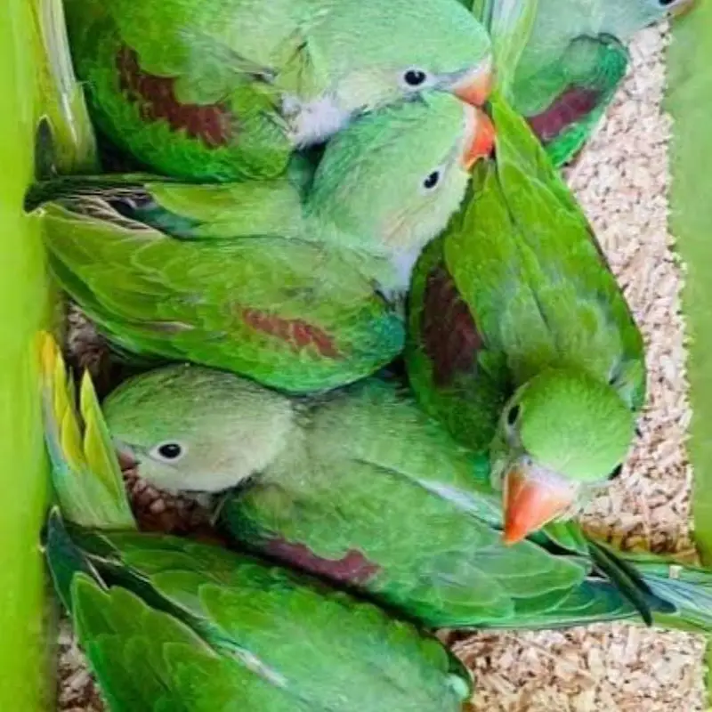 Raw chicks for sale — photo 3