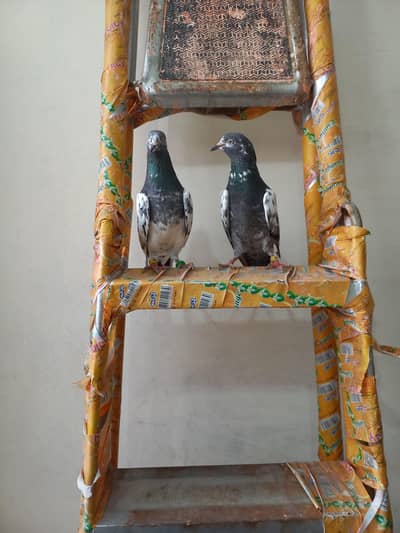 ch wala teddy pair for sale