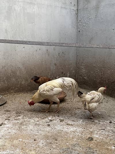 Aseel set also misri murghian, hens set