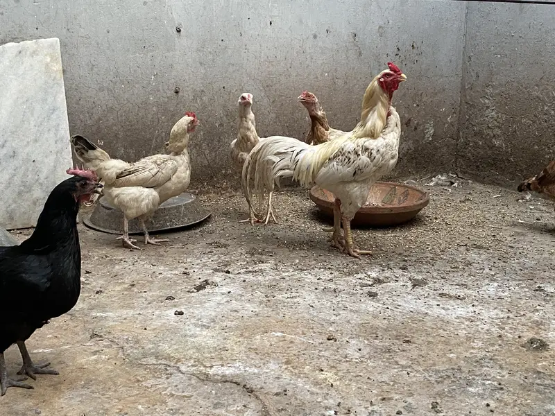 Aseel set also misri murghian, hens set — photo 3