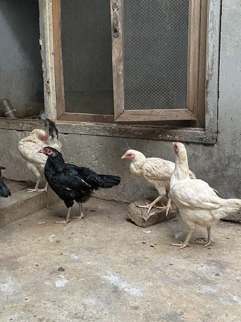 Aseel set also misri murghian, hens set — photo 4